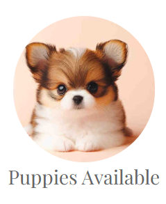 Puppies Available